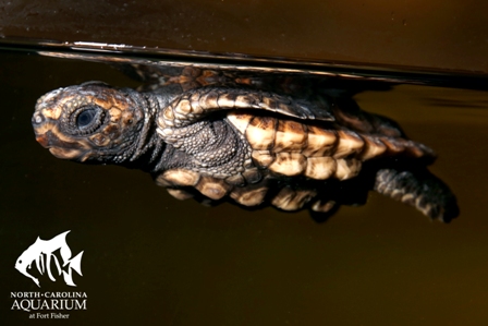 North Carolina Aquarium at Fort Fisher Reservations - Teacher Workshops