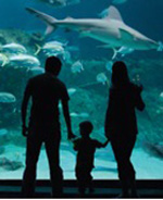 Join the Aquarium Family